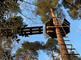 Image result for Go Ape! Alice Holt