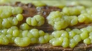 Attēlu rezultāti vaicājumam “Ceratiomyxa porioides”