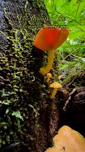 Attēlu rezultāti vaicājumam “Pholiota flammans”