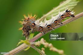 Attēlu rezultāti vaicājumam “Polygonia c-album larva”