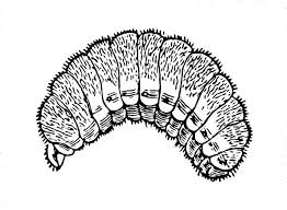 Attēlu rezultāti vaicājumam “Formica rufa pupa”