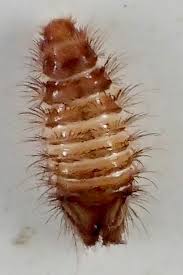Attēlu rezultāti vaicājumam “Anthrenus sp. larva”
