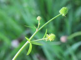 Attēlu rezultāti vaicājumam “Ranunculus elatior flower”