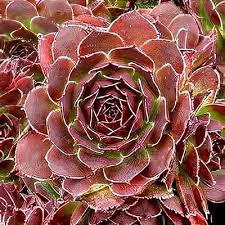 Attēlu rezultāti vaicājumam “Jovibarba globifera leaf”