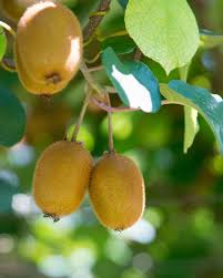 Attēlu rezultāti vaicājumam “Clematis fruit”