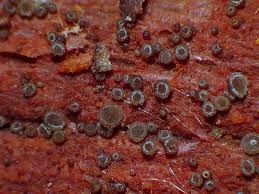 Attēlu rezultāti vaicājumam “Hyphodiscus hymeniophilus”