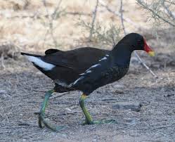 Attēlu rezultāti vaicājumam “Gallinula chloropus adult”