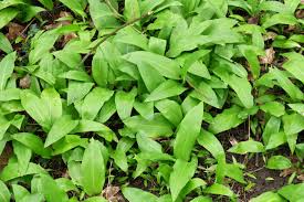 Attēlu rezultāti vaicājumam “Allium ursinum leaf”