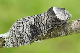 Attēlu rezultāti vaicājumam “Lamellocossus terebra”