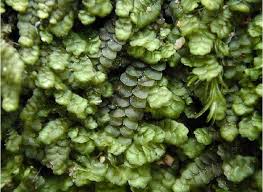 Attēlu rezultāti vaicājumam “Antitrichia curtipendula sporophyte”