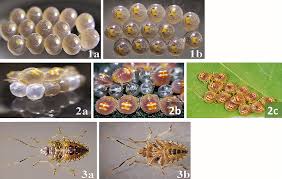 Attēlu rezultāti vaicājumam “Pentatomidae eggs”