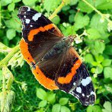 Attēlu rezultāti vaicājumam “Vanessa atalanta”