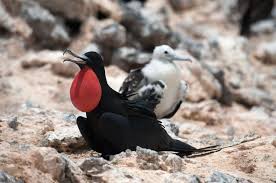 Image result for Fregata aquila