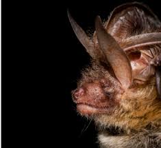 Attēlu rezultāti vaicājumam “Plecotus auritus”