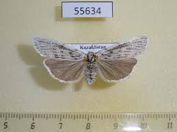 Attēlu rezultāti vaicājumam “Coscinia cribraria”