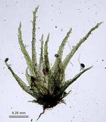 Attēlu rezultāti vaicājumam “Ephemerum serratum”