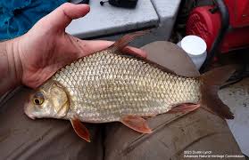 Image result for Carpiodes cyprinus