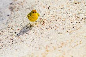 Image result for Dendroica petechia