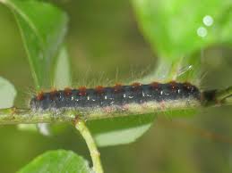 Attēlu rezultāti vaicājumam “Eriogaster lanestris larva”