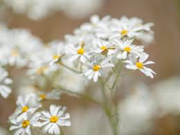 Image result for Chrysanthemum ptarmiciflorum