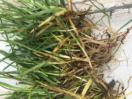 Attēlu rezultāti vaicājumam “Poa trivialis”