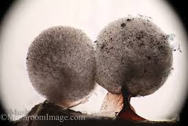 Attēlu rezultāti vaicājumam “Lamproderma pulchellum”