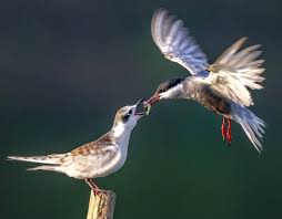 Attēlu rezultāti vaicājumam “Chlidonias hybrida”