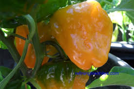 Afbeeldingsresultaat voor yellow mushroom hot pepper