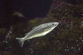 Image result for Pollachius pollachius