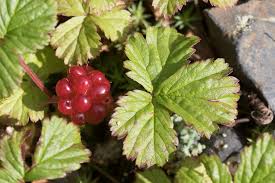 Attēlu rezultāti vaicājumam “Rubus arcticus”