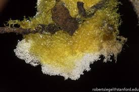 Attēlu rezultāti vaicājumam “Physaraceae”