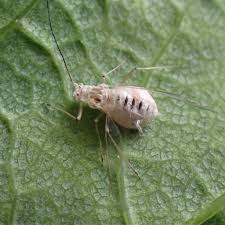 Attēlu rezultāti vaicājumam “Drepanosiphum platanoidis exuvia”