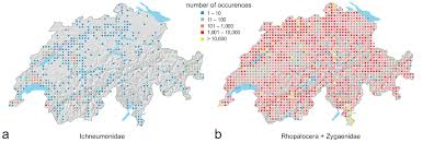 Attēlu rezultāti vaicājumam “Diphyus latebricola”