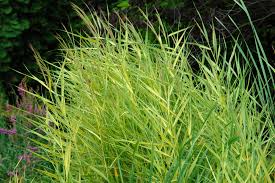 Attēlu rezultāti vaicājumam “Phragmites communis flower”