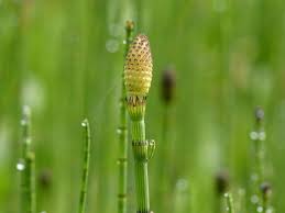 Attēlu rezultāti vaicājumam “Equisetum fluviatile”