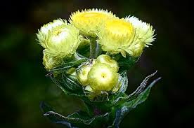 Image result for Helichrysum foetidum