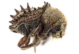 Attēlu rezultāti vaicājumam “Scolytidae”