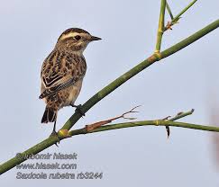 Attēlu rezultāti vaicājumam “Saxicola rubetra juvenile”
