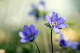 Attēlu rezultāti vaicājumam “Hepatica nobilis”