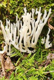 Attēlu rezultāti vaicājumam “Ramariopsis kunzei”