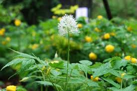 Attēlu rezultāti vaicājumam “Actaea spicata fruit”