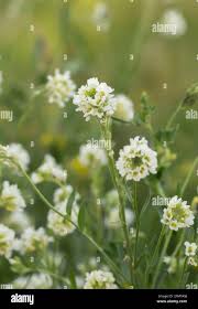 Attēlu rezultāti vaicājumam “Berteroa incana flower”