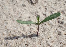 Attēlu rezultāti vaicājumam “Cakile maritima subsp. baltica”