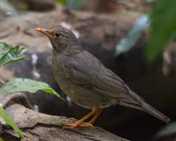 Image result for Turdus naumanni