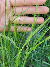 Attēlu rezultāti vaicājumam “Corynephorus canescens leaf”