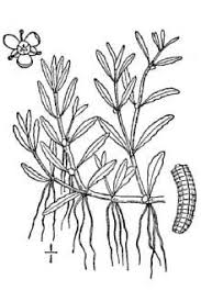 Attēlu rezultāti vaicājumam “Elatinaceae”