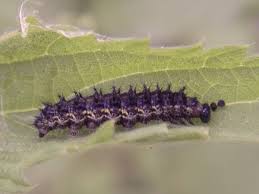 Attēlu rezultāti vaicājumam “Araschnia levana”