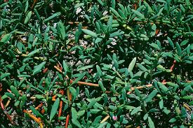 Attēlu rezultāti vaicājumam “Perichaena depressa sessile”