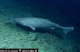 Image result for Somniosus pacificus