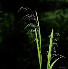 Attēlu rezultāti vaicājumam “Poa remota”